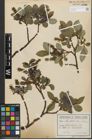 Foto von Salix glabra Scop.